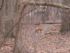 Foxy