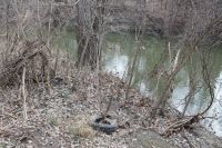 In my own backyard